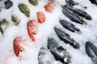 Свежемороженная рыба: вкусовые качества