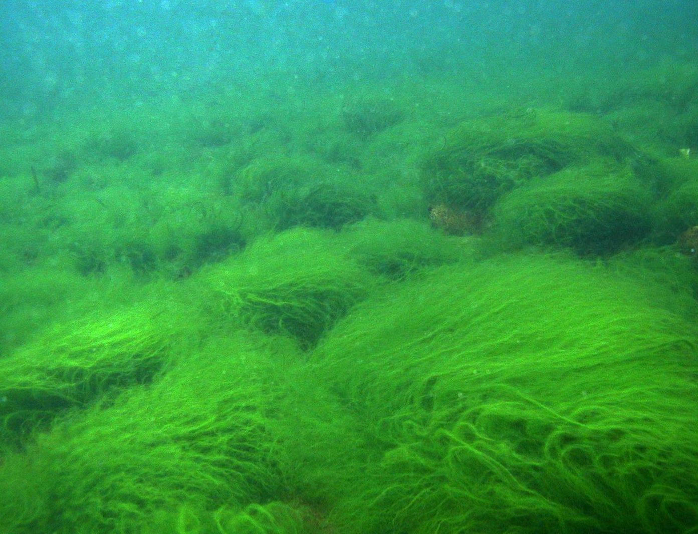 Растущая на дне озера. Spirogyra водоросль. Зеленые водоросли спирогира. Зелёная нитчатая водоросль Байкал. Байкал водоросли спирогиры.