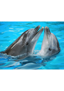 Дельфинарий для двоих